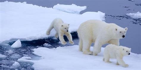 Marine Habitat Fragmentation | Biology | Bates College