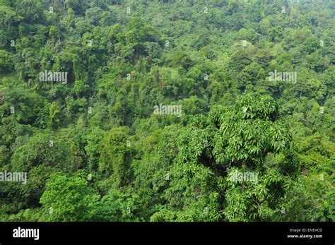 Thick forest trees in kerala hi-res stock photography and images - Alamy