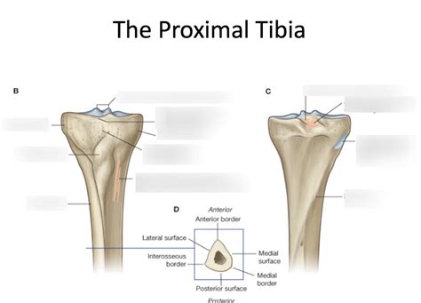 Proximal Tibia Anatomy