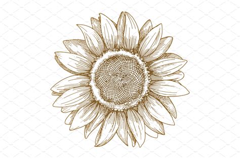 Sunflower sketch, vector | Object Illustrations ~ Creative Market