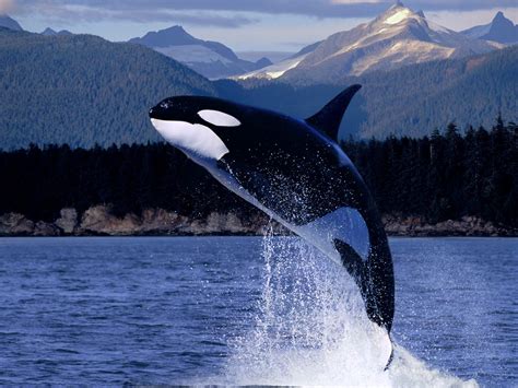 Ocean Animals Wallpaper - WallpaperSafari