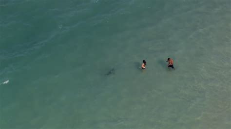 [最も選択された] new smyrna beach florida shark attacks 2021 109251-Is new ...