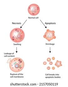 Necrosis Apoptosis Normal Cell Cell Death Stock Vector (Royalty Free ...