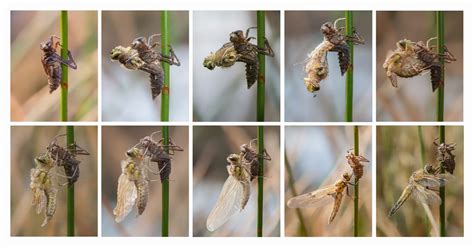 Dragonfly Life Cycle - Learn About Nature