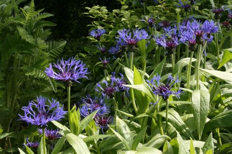 Centaurea montana – Ballyrobert Gardens