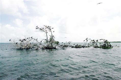 The Demise of Belize’s Bird Island and Efforts to Save it