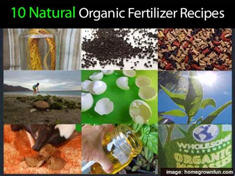 10 Natural Organic Fertilizer Recipes