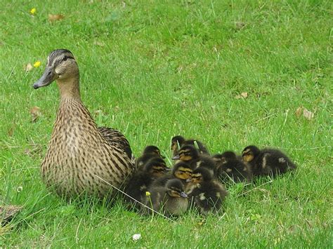 Mallard Ducklings in Falmouth | Wildlife Insight