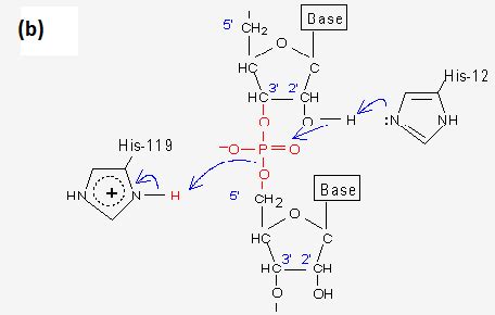 RNase A: Frequently Asked Questions