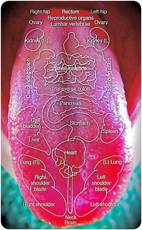 Diagnostic Tongue Maps | | Tongue health, Health chart, Health tips