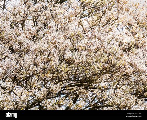 Juneberry or serviceberry tree, Amelanchier lamarkii, abundance of white flowers in flowering ...