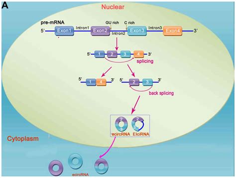 Advances in circular RNAs and their role in glioma (Review)