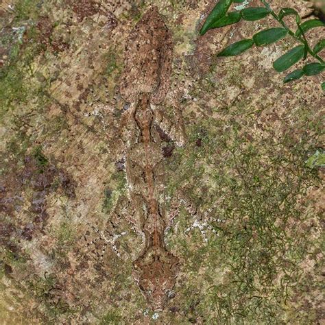 Leaf tail gecko, demonstrating their remarkable camouflage. North Queensland Australia ...