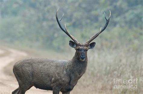 Sambar Deer, India Photograph by William H. Mullins - Fine Art America