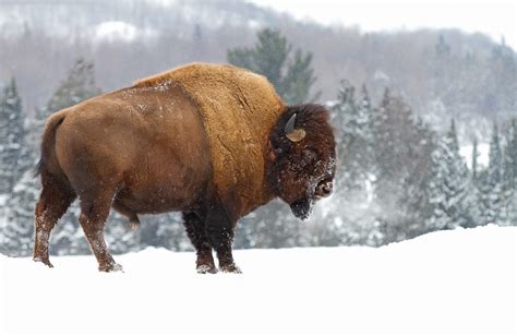 Download Animal American Bison HD Wallpaper