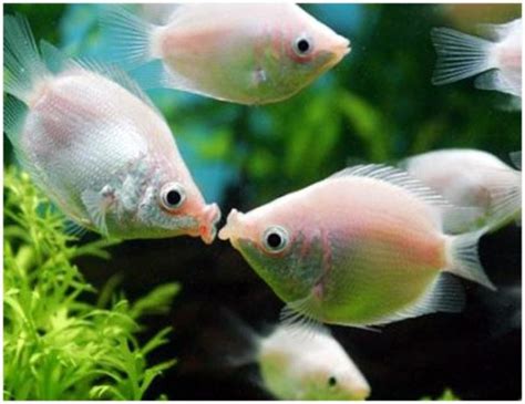 Pink Kissing Gourami Fish | Arizona Aquatic Gardens