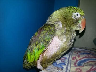 Psittacosis (Parrot Fever) Definition, Symptoms, Treatment