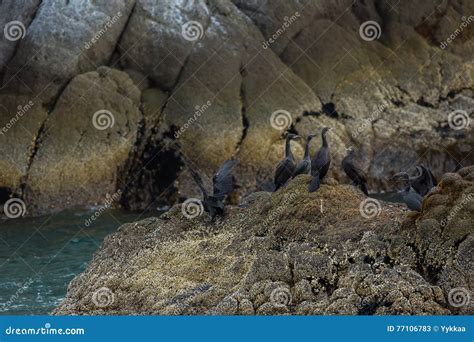 Pelagic Cormorant Nesting on the Rocks in Pacific Ocean. Stock Image ...