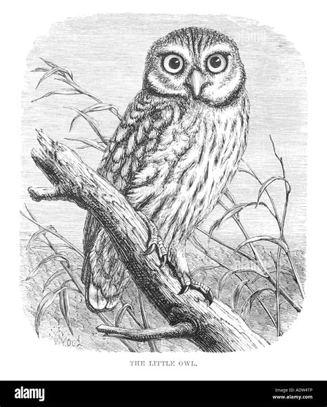 Little Owl Drawing