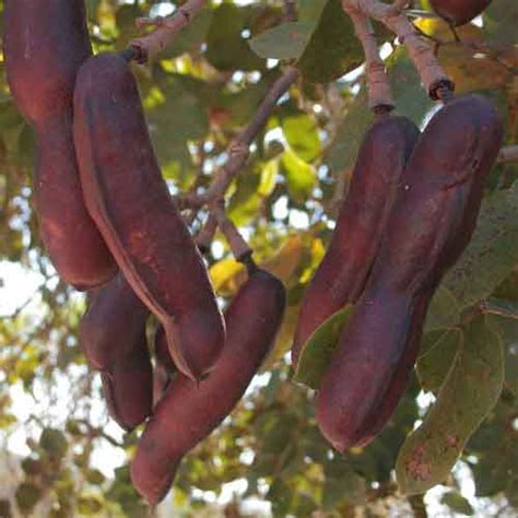 Jatoba Fruit | Nutrition facts-Jatoba Fruit | Health benefits