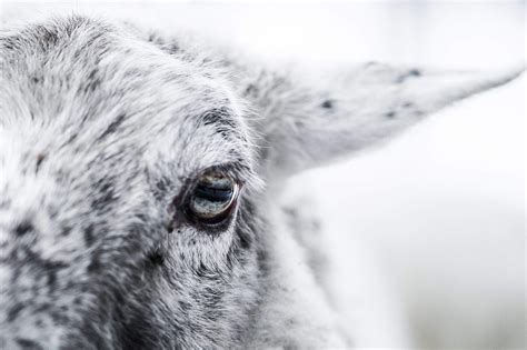 Sheep Eye Close Up Free Stock Photo | picjumbo