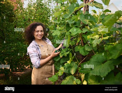 African American pretty woman, harvesting blue grapes in vineyard. Portrait of a viticulturist ...