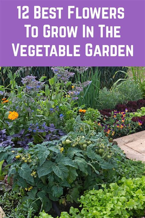 12 Best Flowers To Grow In The Vegetable Garden | Pollinator garden, Flowers to grow, Amazing ...