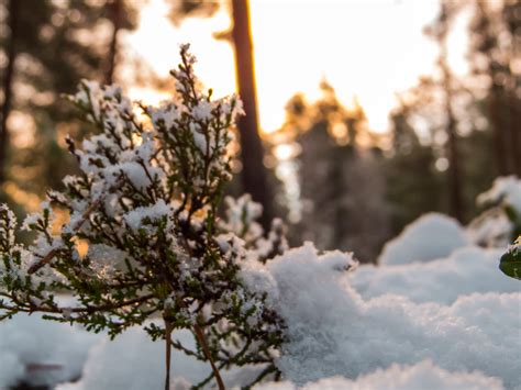 Free photo: Snowy Forest - Woods, Snow, Nature - Free Download - Jooinn