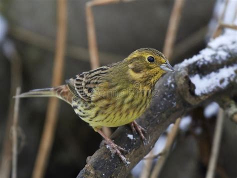 Yellowhammer Emberiza Citrinella Stock Photo - Image of yellowhammer ...