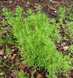 Carpetweed, Mollugo verticillata – Wisconsin Horticulture