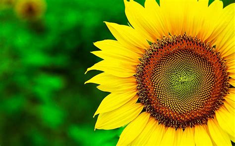 3d Sunflower Wallpapers For Desktop - Wallpaper Cave