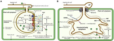 Frontiers | The haustorium: The root of biotrophic fungal pathogens