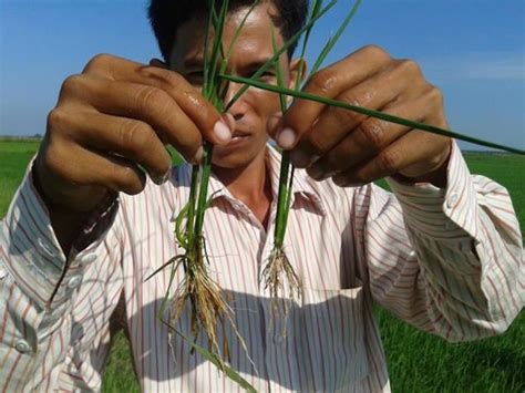 Cambodia's RM awardee: Beyond toxic fertilizers - The Cambodia Daily