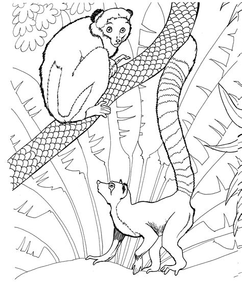 Lemur Coloring Pages - Kidsuki