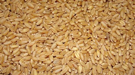 Difference Between Barley and Wheat | Difference Between