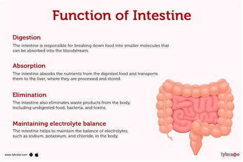 Intestines (Anatomy): Picture, Function, Location, Conditions