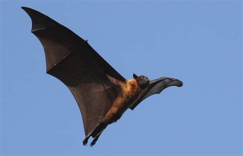 Animals Flying Mammals List - Pets Lovers