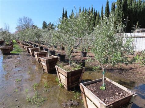 Arbequina Olive Tree - Olives Unlimited