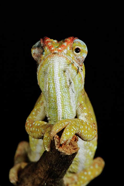 Jewelled Chameleon Furcifer Campani #1 by Martin Harvey