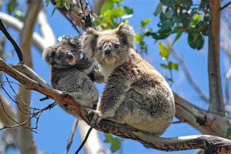 What Are the Cutest Animals in Australia?