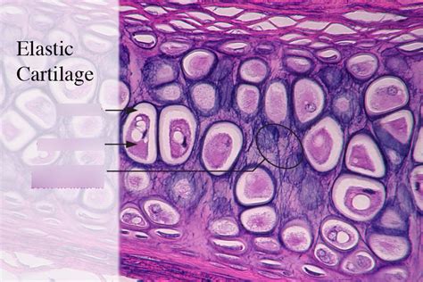 elastic cartilage Diagram | Quizlet