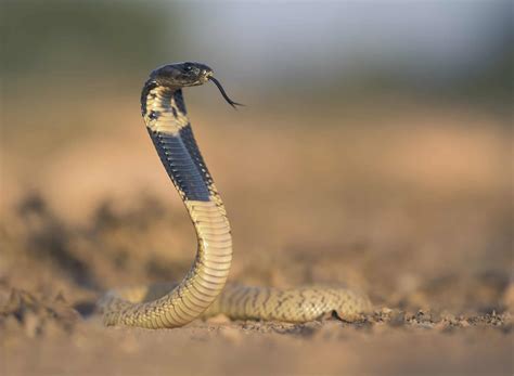 Snake Profile: Egyptian Cobra, Asp Snake (photos)