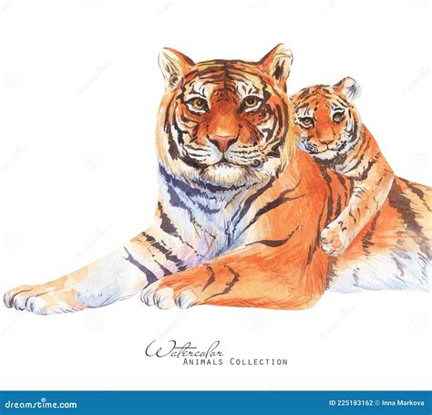 Tiger Family Watercolor Illustration. Tiger Portrait. Stock Illustration - Illustration of ...