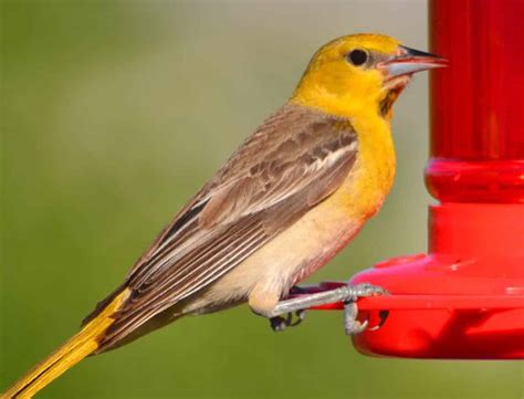 Hummingbird Feeders