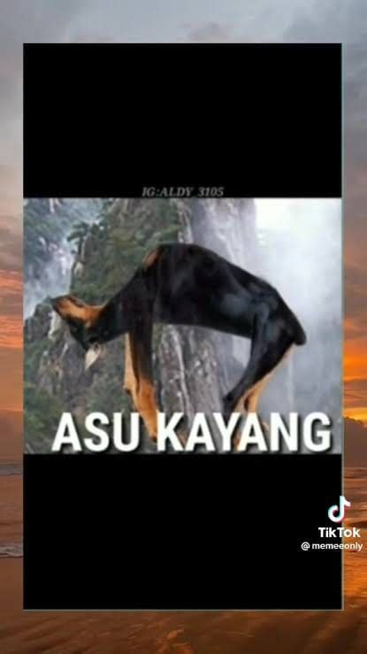 Asu kayang - Lahelu