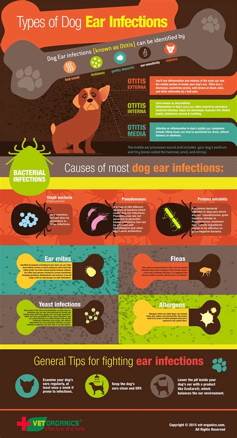 What Causes An Ear Infection In Dogs