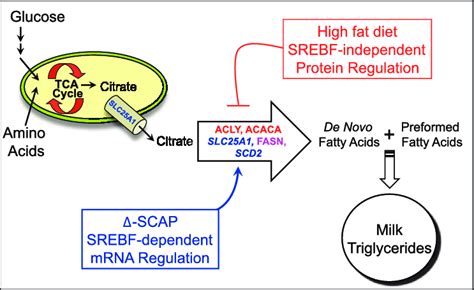 Model showing 2 mechanisms for regulation of fatty acid synthesis ...