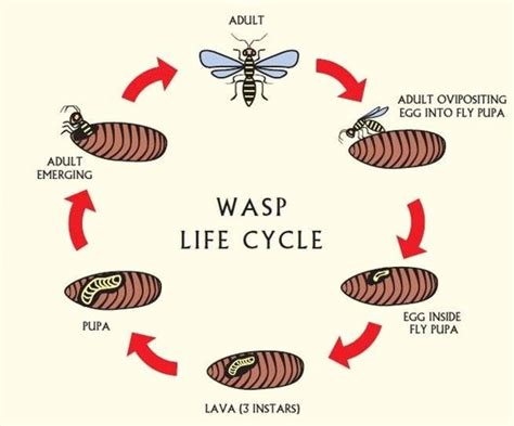 Door of knowledge: Parasites Life Cycle