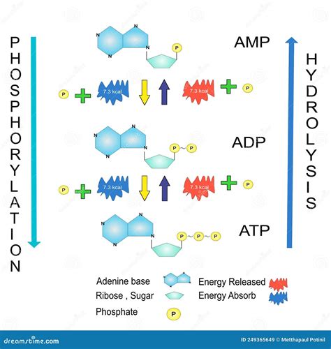 Schematic of ATP Hydrolysis Cycle Chemical Education Stock Illustration - Illustration of ...