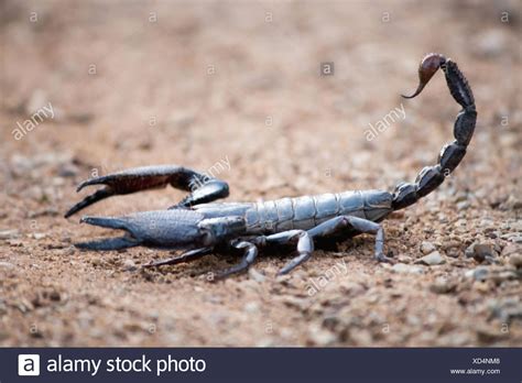 Scorpion Pincers Stock Photos & Scorpion Pincers Stock Images - Alamy